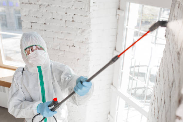 Reliable Duarte, CA Mold Removal Solutions