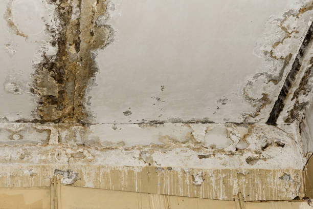 Best Crawl Space Mold Remediation  in Duarte, CA