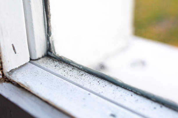 Mold Documentation for Insurance Claims in Duarte, CA