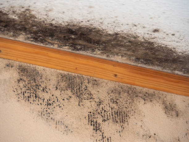 Best Post-Construction Mold Inspection  in Duarte, CA
