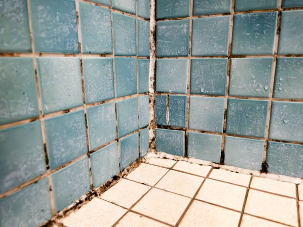 Best Attic Mold Removal  in Duarte, CA