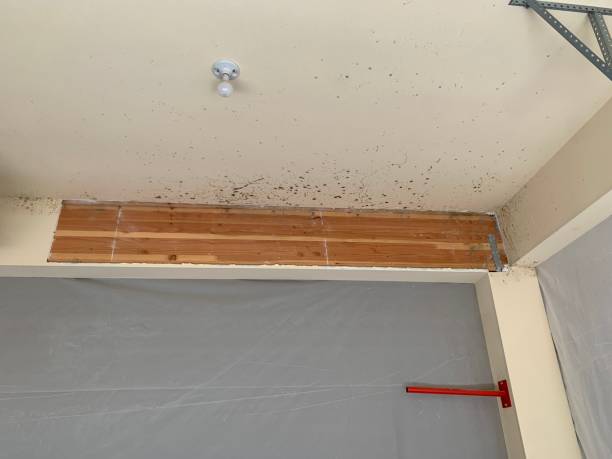 Best Mold Remediation for Healthcare Facilities  in Duarte, CA